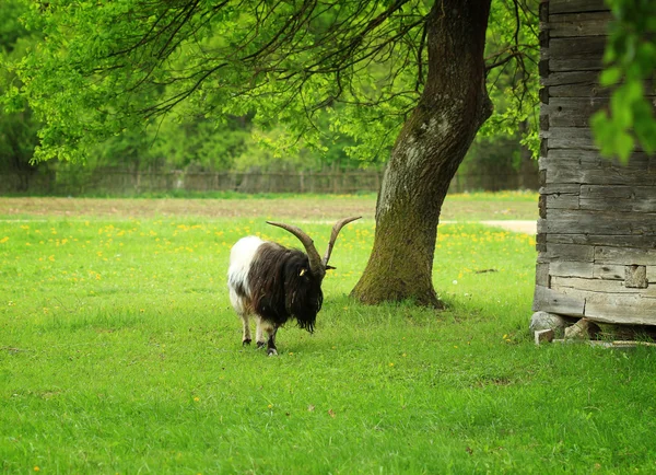Feeding goat — Stock Photo, Image