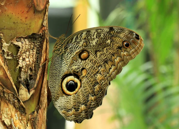 stock image Resting butterfly