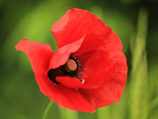 stock image Poppy flower