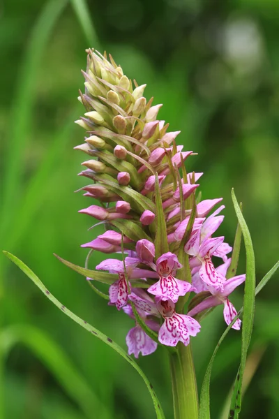 stock image Blooming flower