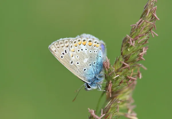 stock image Butterfly (common blue)