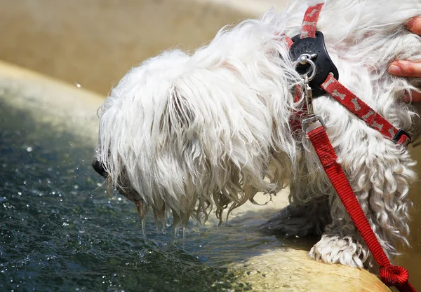 Thirsty dog — Stock Photo, Image