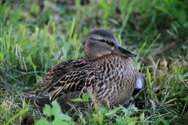 stock image Mallard duck with duckling