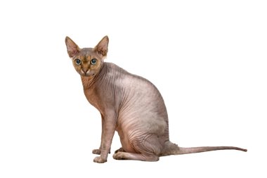 Devon Rex. clipart