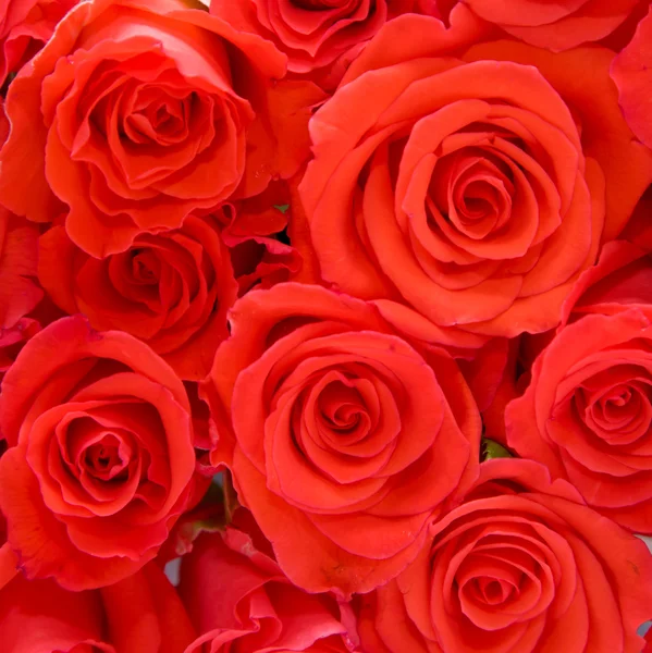빨간 장미의 큰 무리 — 스톡 사진