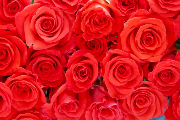 Rosas vermelhas — Fotografia de Stock