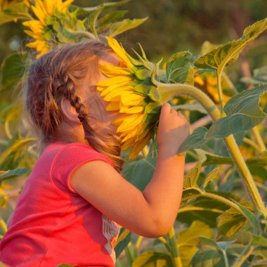 Baby smelling a big sunflower clipart