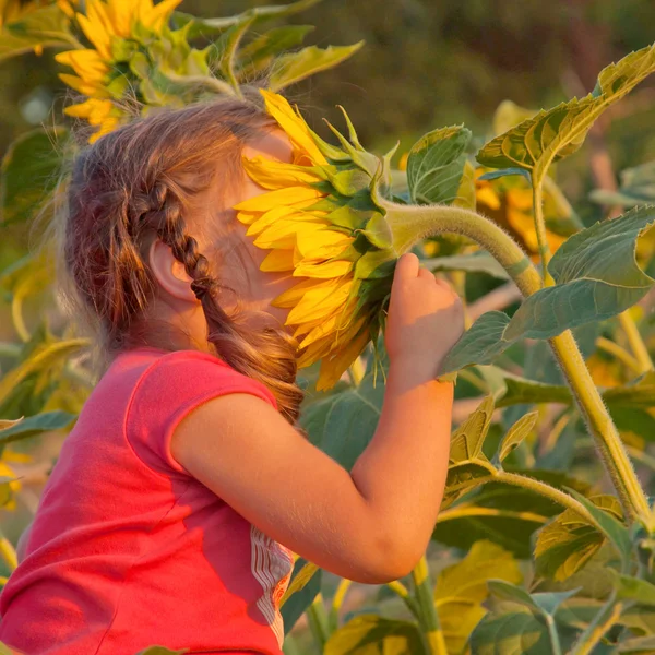 Miminko vonící velké slunečnice — Stock fotografie
