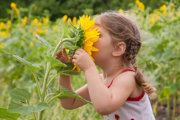 Baby riecht eine große Sonnenblume — Stockfoto