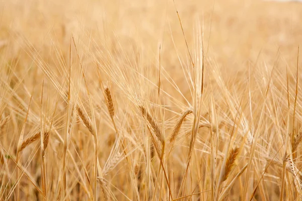 stock image Barley field