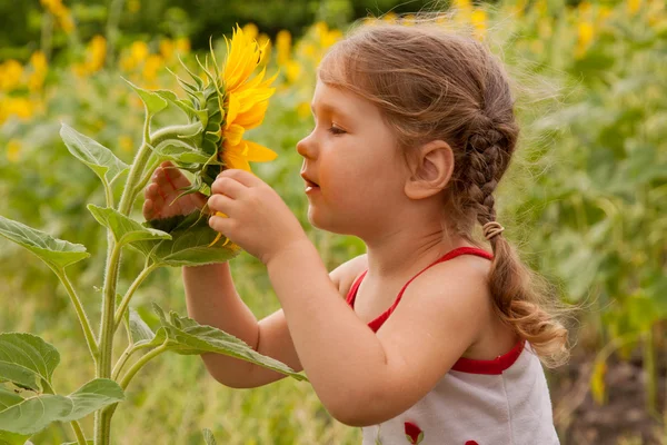 Dítě s copánky vonící velké slunečnice — Stock fotografie