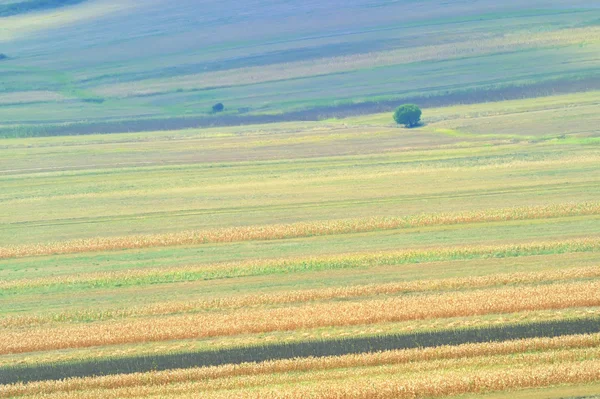 stock image Summer field stripes