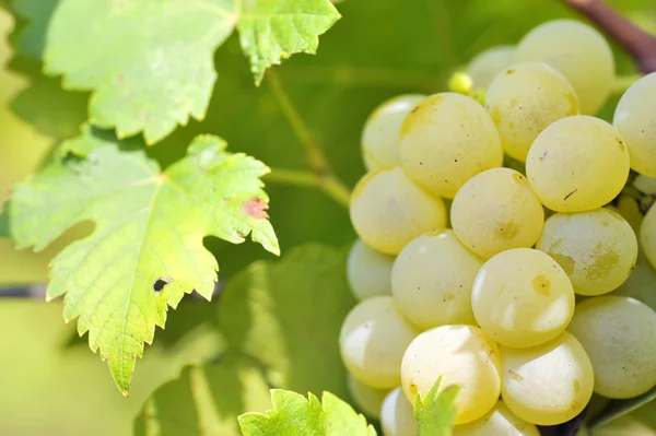 Egy csomó szőlő — Stock Fotó