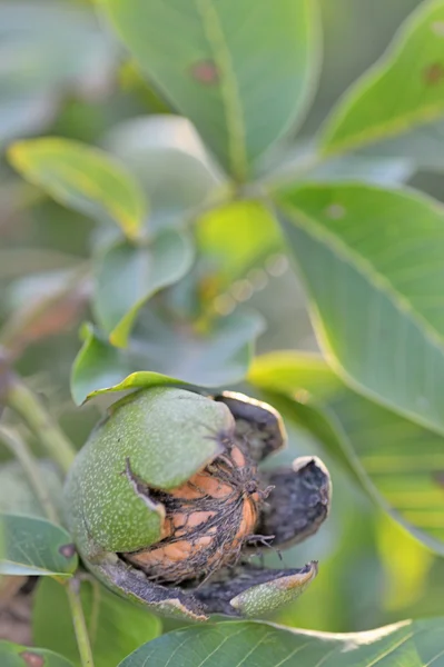 Rijp walnoten op boom — Stockfoto