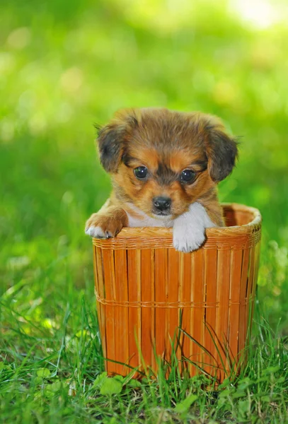 Cão de cachorro pekinese — Fotografia de Stock