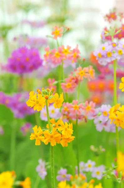 Phlox paniculata çiçekler — Stok fotoğraf