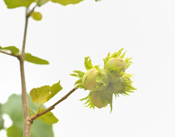 Gröna hasselnötter — Stockfoto