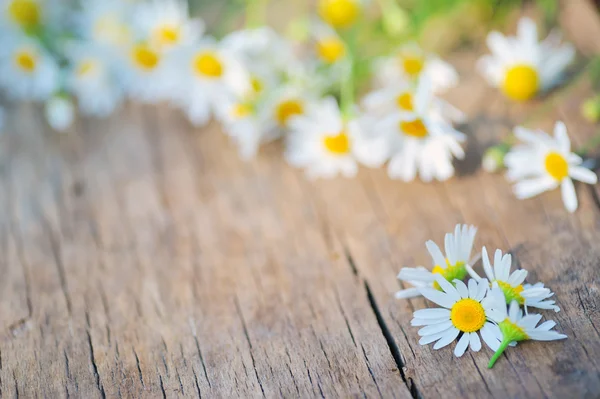 Camomile flower on wood — Stock Photo, Image