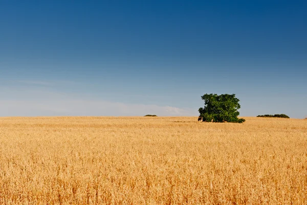 stock image Spanish central landscape