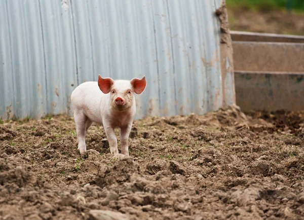 Stock image Domestic Pig farming