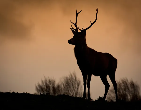Silhouette di cervo rosso — Foto Stock