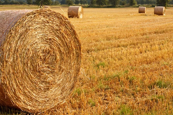 stock image Circular Straw Bales