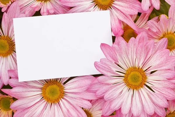 Pink Chrysanthemum bouquet with blank tag — Stock Photo, Image