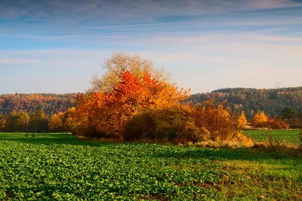 Autumn colours — Stock Photo, Image