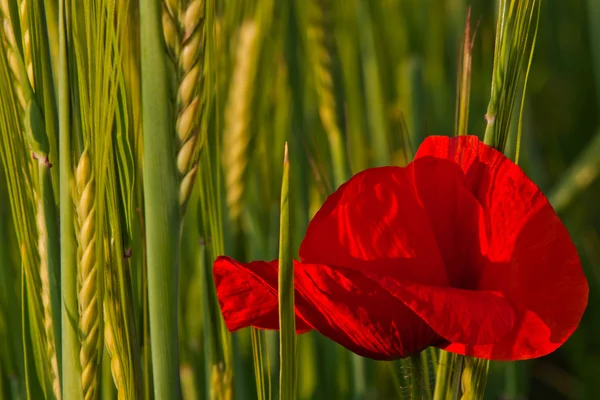 Red poppy and green corn — Stock Photo, Image