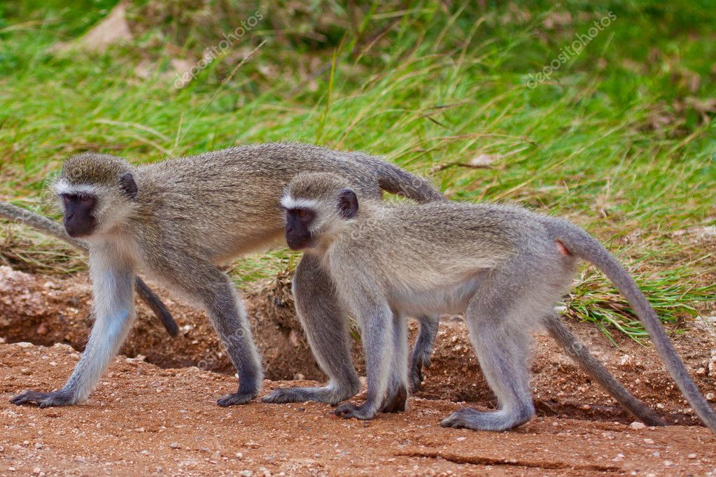 https://static9.depositphotos.com/1530711/1156/i/950/depositphotos_11561792-stock-photo-two-vervet-monkeys.jpg