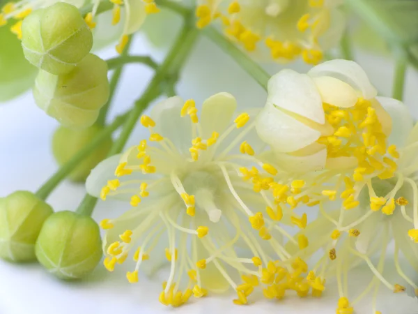 Flores de tília — Fotografia de Stock