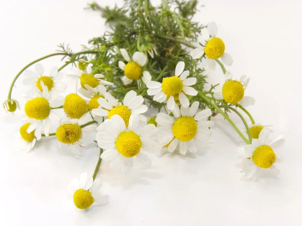 stock image Fresh chamomile flowers