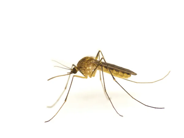 蚊子：蚊子 — 图库照片