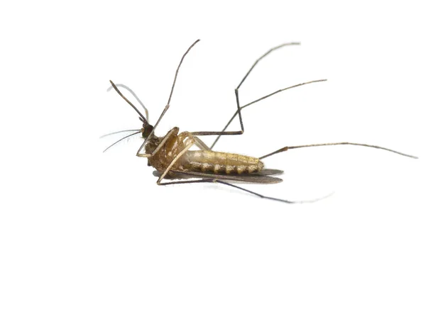 Мертвый комар — стоковое фото