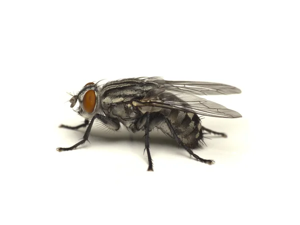 Fliege isoliert auf weiß — Stockfoto