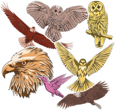 Birds set clipart