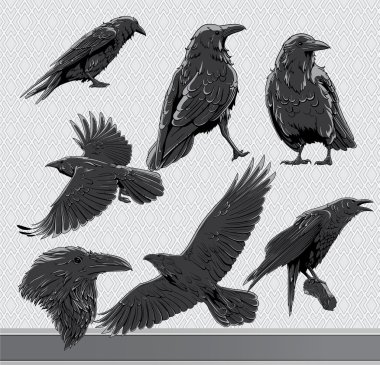 Ravens set clipart