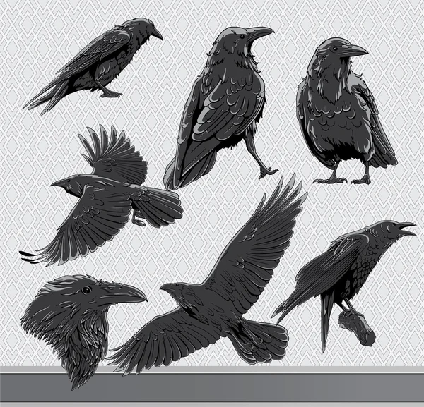 Ravens set — Stock Vector