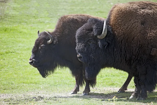 Amerikaanse bizon - buffalo — Stockfoto