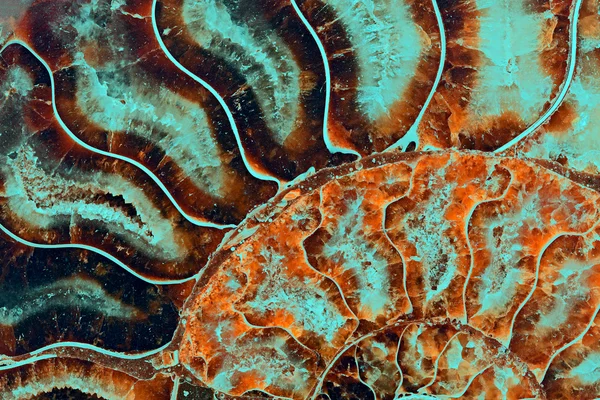 암모 나이트 화석 — 스톡 사진