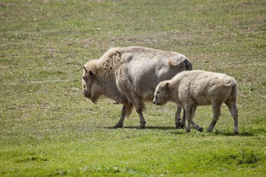 White American Bison - Buffalo clipart