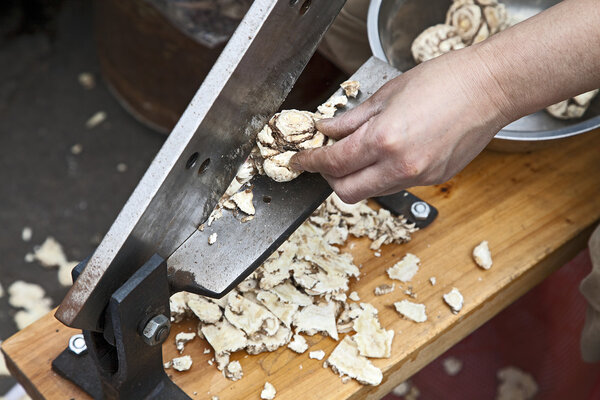 Cutting an Angelica Roots