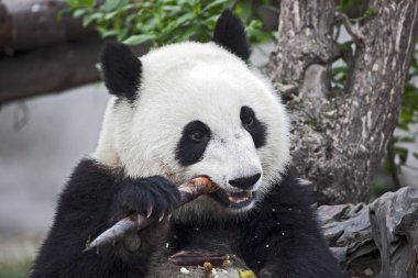 Panda Eating a Bamboo Shoot clipart