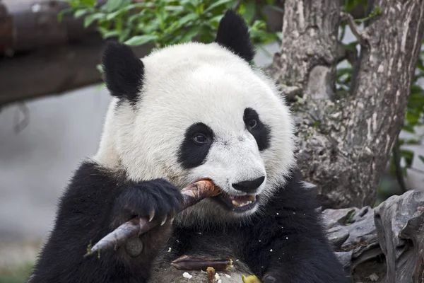 Panda Eating a Bamboo Shoot — Stock Photo, Image