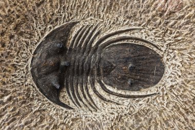 trilobite fosil