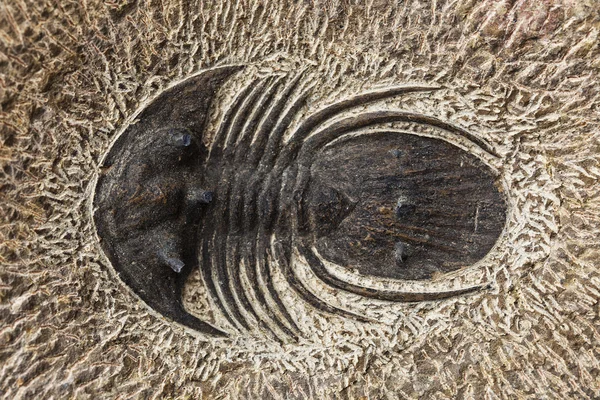 Trilobite ορυκτά — Φωτογραφία Αρχείου