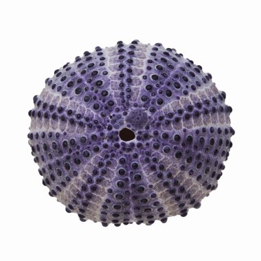 Sea Urchin clipart