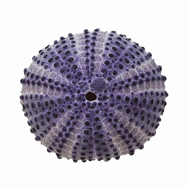 stock image Sea Urchin