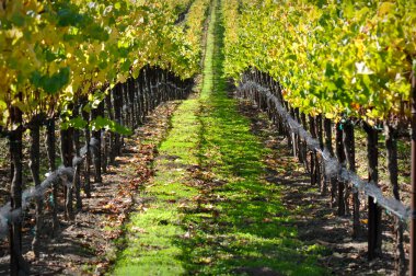 Autumn Vineyard in Napa Valley clipart