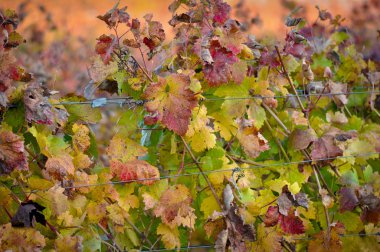 Grape Leaves clipart